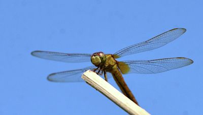 Dragonflies 'invade' Misquamicut Beach in Rhode Island, over the CT border