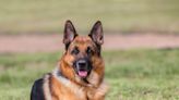 Best Guard Dog Breeds to Keep Your Family Safe