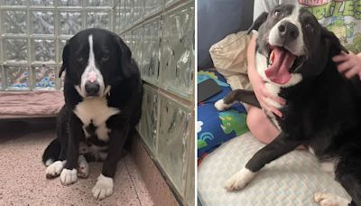 Fue adoptado como cachorro y abandonado 8 años después: la desgarradora historia de Max