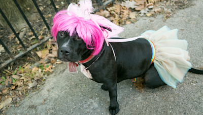 Pittie Dresses up as Chappell Roan for Shelter’s ‘Pride Pawrade’ and Everyone Is Cheering