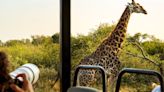 Giraffe Accidentally Snatches Little Girl From Truck in Drive-Thru Safari