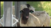 Hundreds of sheep arrive in Hampton Roads to 'weed out' solar farms