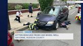 Kitten rescued from wheel of a car in Bayonne