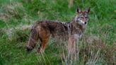 Ban on wildlife killing contests ‘unlikely’ to clear state Senate