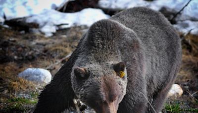 Opinion: Sport hunting 'bad' bears isn't wildlife coexistence