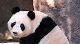 Black and white and adored all over. China pledges pair of pandas for San Diego Zoo