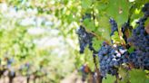 Vigneron ou Viticulteur : Quelles distinctions ?