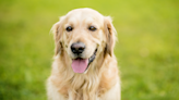 Golden Retriever Runs With Pure Joy Over Humans Coming Home From Vacation