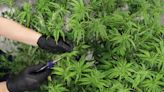 'Nip this in the bud.' North Canton looks to ban marijuana dispensaries in city