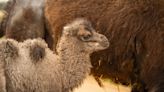 Whipsnade Zoo celebrates birth of camel for first time in eight years