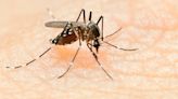 Dengue: la diferencia entre los cuatro serotipos y cómo saber con cuál se contagió una persona