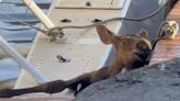 Moose calf caught between floatplane and dock in Homer is saved