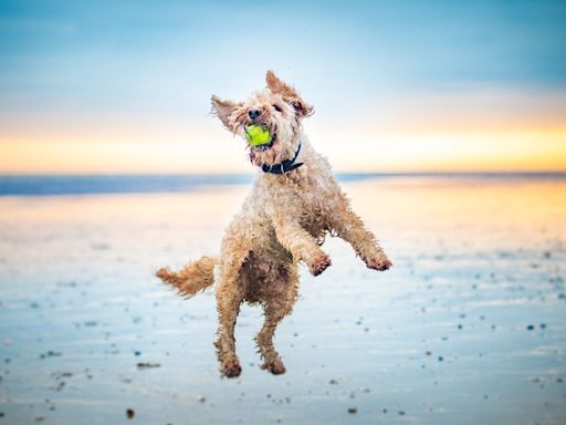 32 best US dog beaches