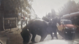 Military horses bolt through London again as dramatic moment caught on dash cam