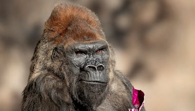 Winston, Celebrity Gorilla at the San Diego Zoo Safari Park, Dies at 52