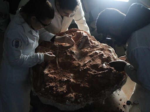 Fóssil de dinossauro é encontrado no Rio Grande do Sul após chuvas