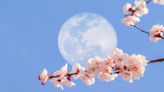 Qué es la Luna de Flores y cuándo se verá este fenómeno astronómico de mayo en Perú y otros países