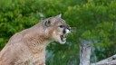 Four Mountain Bikers Overpowered the Cougar That Nearly Killed Their Friend