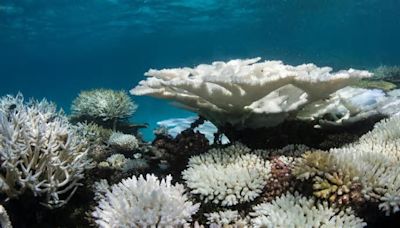 4th global coral reef bleaching event underway as oceans continue to warm: NOAA