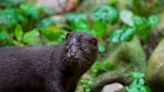 Hundreds of mink set loose in Pennsylvania, posing a potential public health threat