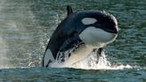 After Orcas Sink Another Yacht, Researcher Says They're Probably Just Playing