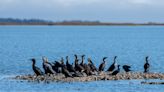 Meet the bird that drives Texas anglers absolutely nuts