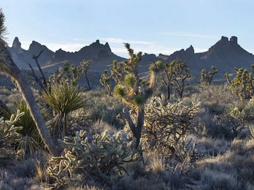 California desert towns protest cutting down ancient trees for solar energy project: 'Irreplaceable'