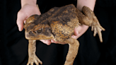 Toxic cane toads making comeback on islands