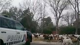 Herd of Over 60 Goats Makes Shocking Stampede Through Texas Town and Causes 'a Mess'