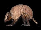 Brazilian three-banded armadillo