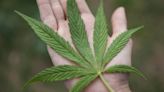 Let’s bust three myths around decriminalizing cannabis
