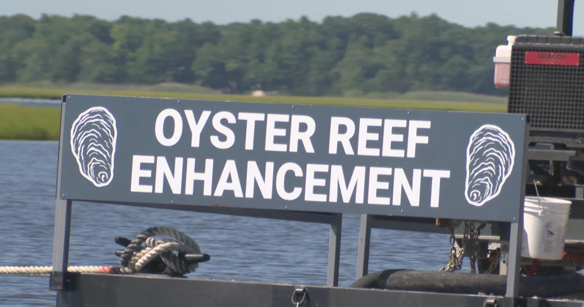 How Atlantic City's discarded oyster shells are helping the New Jersey oyster population