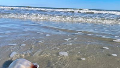 These are the 2 best beaches to visit on Hilton Head Island in 2024, Tripadvisor says