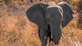 Un elefante mata a un turista español