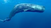 Mammals viewers want sperm whale footage to win all the awards