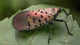 Spotted lanternfly eggs may hatch soon in Pennsylvania