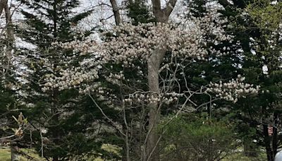 Garden Notes: This spring is cool - The Martha's Vineyard Times