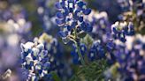Truth or Myth: Is it illegal to pick or mow bluebonnets in Texas? Here's your answer