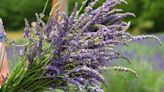 Pick-your-own lavender is blooming at this Moorpark farm