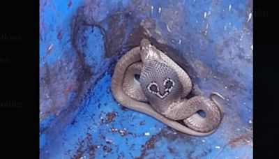 Cobra spotted at Greater Noida's Gaur City society, successfully rescued. See pics