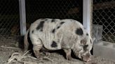 Wisconsin family rescues 'lonely' runaway pig named Kevin Bacon, lures him home with Oreos