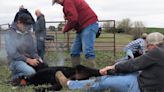 Branding a tradition for families in Nebraska’s cow business