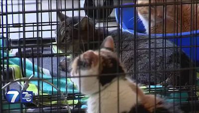 Animal sanctuary agrees to let county hold over 40 cats as neglect investigation continues