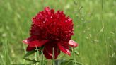 Head to the hills for fields of fun and flowers at Festival of The Peony in Chester County