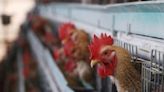 阿根廷及英國有地區爆禽流感 港停進口疫區禽產品