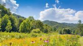 This Hidden Valley in Great Smoky Mountains National Park Is Bursting With Wildflowers