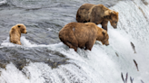 Brown Bear's Lazy Way of 'Fishing' for Salmon Is Such a Total Vibe