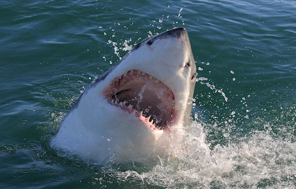 Shark Watch: Top 10 most dangerous beaches involving shark attacks, surfer deaths