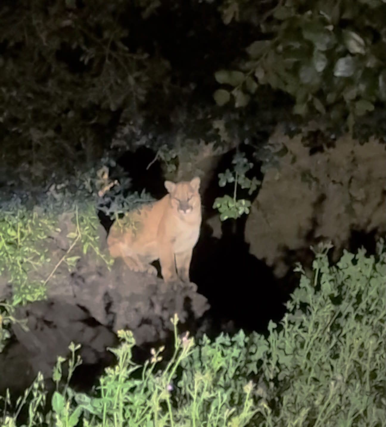 Unconfirmed sighting of mountain lion in Griffith Park recalls L.A.'s favorite big cat, P-22