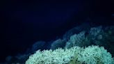 Largest deep-sea coral reef to date is mapped by scientists off the US Atlantic coast